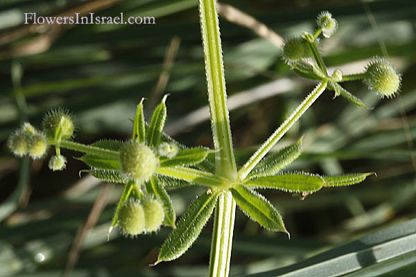 Flora of Israel online, Native plants, Nature