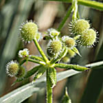 Galium setaceum, Israel, Purple Flowers