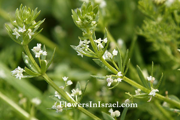 Galium verrucosum, Galium saccharatum, Galium valantia, Warty bedstraw, Southern cleavers, דבקת הפטמות