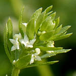 Galium verrucosum, Flora, Israel, wild flowers