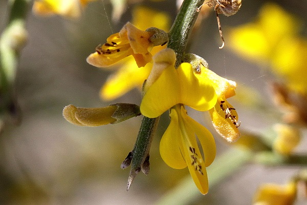 Genista fasselata, Genista sphacelata, Broom, רתמה קוצנית,  الجينيستا الفاسلية