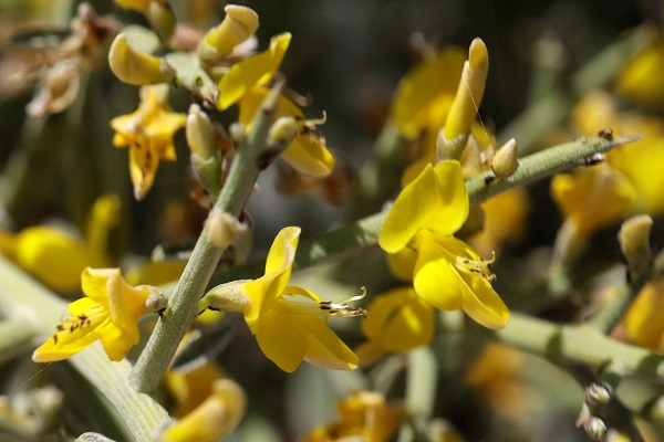 Genista fasselata, Genista sphacelata, Broom, רתמה קוצנית,  الجينيستا الفاسلية