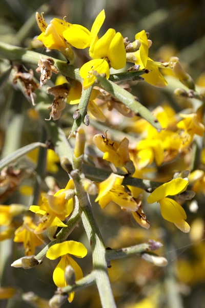 Genista fasselata, Genista sphacelata, Broom, רתמה קוצנית,  الجينيستا الفاسلية