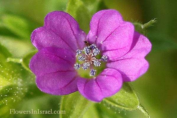 Flora of Israel online, native plants, Palestine