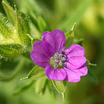 Geranium dissectum, ישראל, פרחי בר, פרחים וורודים