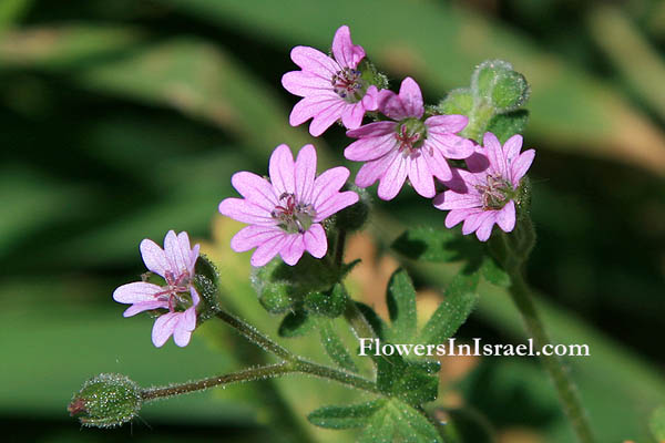 Geranium molle, Soft crane's-bill, Dove's-Foot Crane's-Bill, 柔毛牻牛儿苗,גרניון רך,أبرة الراعي 