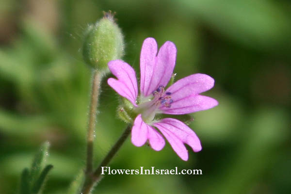 Geranium molle, Soft crane's-bill, Dove's-Foot Crane's-Bill, 柔毛牻牛儿苗,גרניון רך,أبرة الراعي 