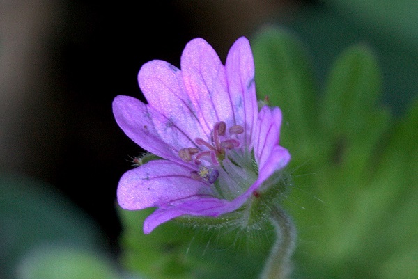 Geranium molle, Soft crane's-bill, Dove's-Foot Crane's-Bill, 柔毛牻牛儿苗,גרניון רך,أبرة الراعي 