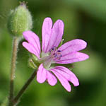 Geranium molle, ישראל, פרחי בר, פרחים וורודים