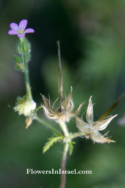 Geranium robertianum, Geranium purpureum, Herb Robert, Robert geranium,גרניון הארגמן,  عطريه