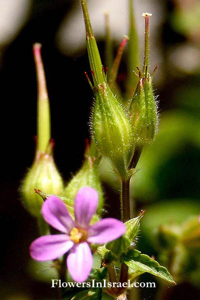 Flora of Israel online, Native plants, Palestine