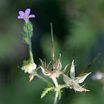 Geranium robertianum, Wildflowers, Israel, send flowers