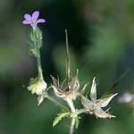 Geranium robertianum, Israel, Purple Flowers