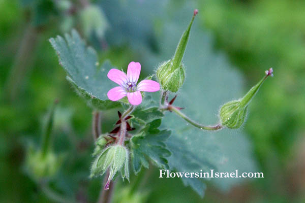 Fleurs sauvages, Wildblumen, Fiori, флоры, Flores Silvestres, زهور