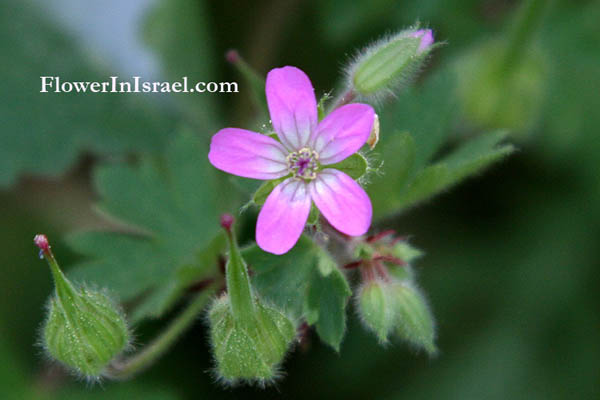 Flora of Israel online, Native plants, Palestine