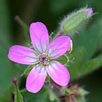 Geranium rotundifolium, ישראל, פרחי בר, פרחים וורודים