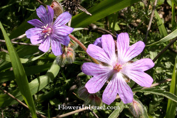 Geranium tuberosum, Bulbous Crane's-Bill,Tuberous wild geranium crane's-bill, גרניון הפקעות, الغرنوقي الدرني