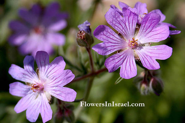 Israel native plants, Flora, Palestine