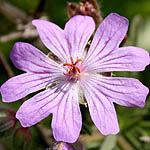 Geranium tuberosum, Israel wildflowers, Violet Flowers