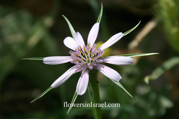 Flora of Israel, Fleurs sauvages, Wildblumen, Fiori, флоры, Flores Silvestres, زهور,