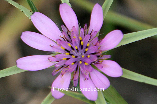 Geropogon hybridus,Goat's Beard, Hairless Goatsbeard, Smooth Goatsbeard, Slender Salsify, זקן-סב מצוי