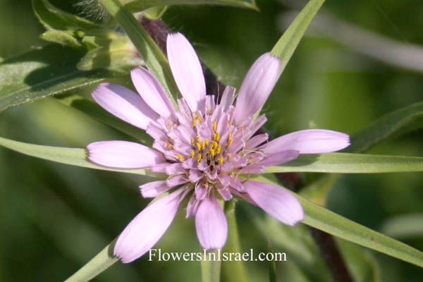 Geropogon hybridus, Goat's Beard, Hairless Goatsbeard, Smooth Goatsbeard, Slender Salsify, זקן-סב מצוי