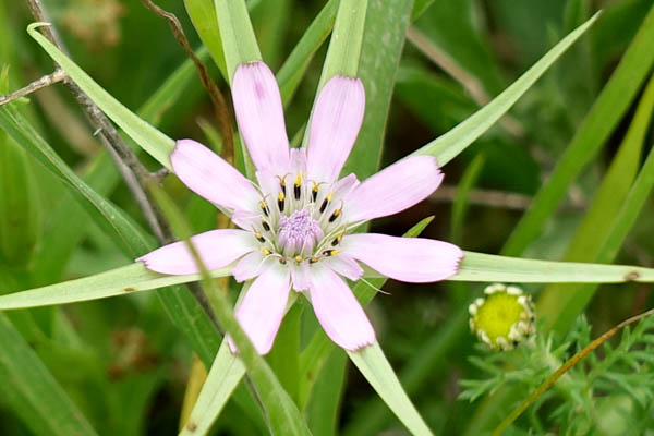 Geropogon hybridus,Goat's Beard, Hairless Goatsbeard, Smooth Goatsbeard, Slender Salsify, זקן-סב מצוי