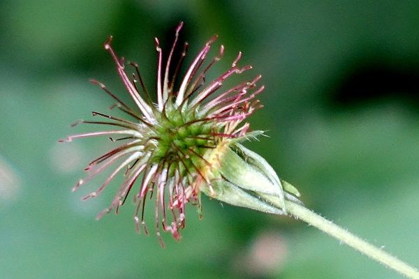 Geum urbanum, Geum rivale subsp. urbanum, Wood Aven, Bennet's-Root, Old man's whiskers, Herb bennet, גיאון היערות, حشيشة المبارك