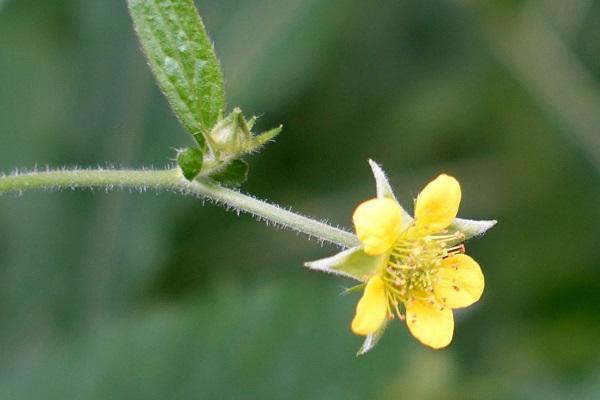 Geum urbanum, Geum rivale subsp. urbanum, Wood Aven, Bennet's-Root, Old man's whiskers, Herb bennet, גיאון היערות, حشيشة المبارك
