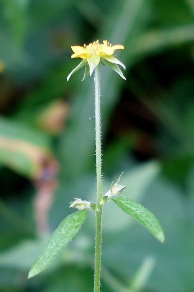 Geum urbanum, Geum rivale subsp. urbanum, Wood Aven, Bennet's-Root, Old man's whiskers, Herb bennet, גיאון היערות, حشيشة المبارك