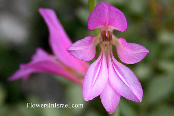 Israel, Botany, Wildflowers, Nature