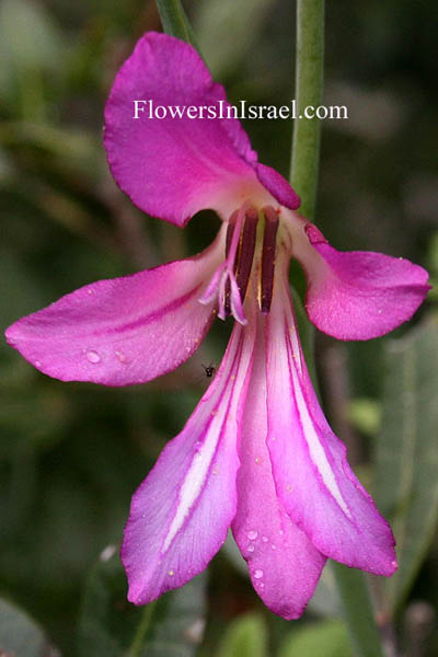 Vilda blommor i Israel