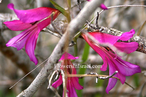 Gladiolus italicus, Gladiolus segetum, Common Gladiolus, Corn-flag, סייפן התבואה,Bene Zion Nature Reserve