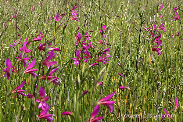 Gladiolus italicus, Gladiolus segetum, Common Gladiolus, Corn-flag, סייפן התבואה
