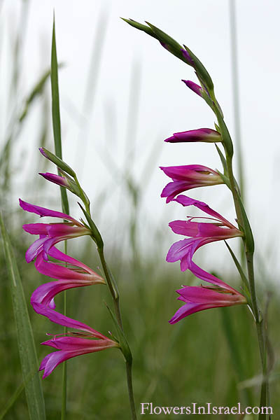 Israel, Bloemen, Nature