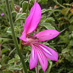 Gladiolus italicus, ישראל, פרחי בר, פרחים וורודים