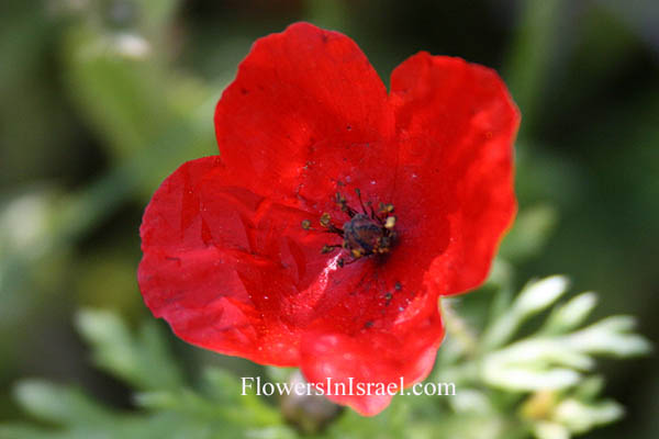 Glaucium corniculatum, Chelidonium corniculatum, Blackspot Hornpoppy,الماميثا المقرنة ,פרגה מקרינה 