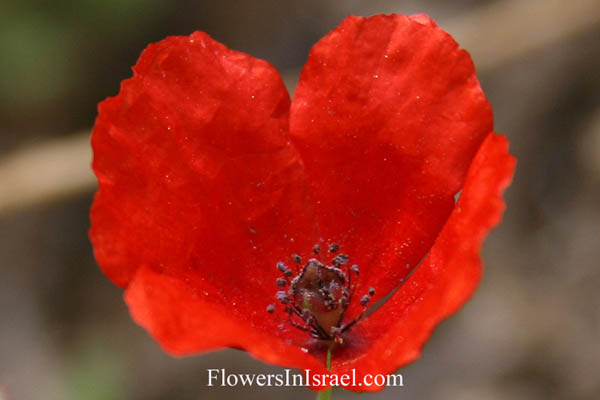 Flowers of Israel online, Native plants, Palestine, Flora