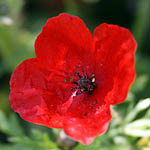 Glaucium corniculatum, Israel, Red flowers