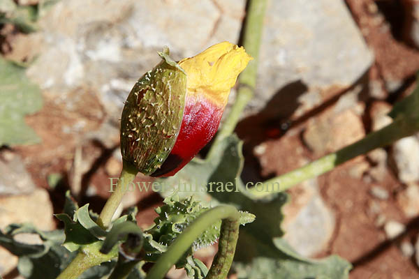 Flora, Israel, Send flowers online