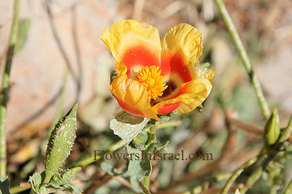 Glaucium leiocarpum, Glaucium oxylobum, Lotus sweetjuice, الماميثا حادة الفصوص,פרגה חדת-אונות ,פרגה קירחת