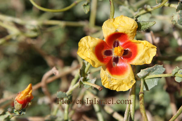 Glaucium leiocarpum, Glaucium oxylobum, Lotus sweetjuice, פרגה חדת-אונות ,פרגה קירחת