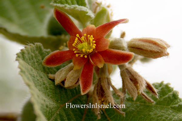 Grewia villosa, Mallow raisin, Mallow-leaved ross berry, Round leaf grewia, نشم وبري,גרויה שעירה