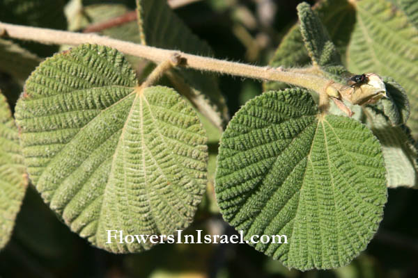Grewia villosa, Mallow raisin, Mallow-leaved ross berry, Round leaf grewia, نشم وبري, גרויה שעירה