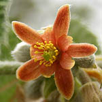 Grewia villosa, Israel, Red flowers