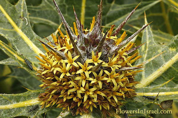 Gundelia tournefortii, Galgal, Tumbleweed, Tumble Thistle, عكوب , كعوب,עכובית הגלגל