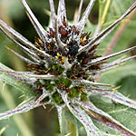 Gundelia tournefortii, Israel, Yellow colored flowers