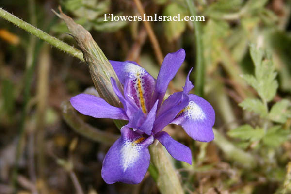 Gynandriris monophylla, Moraea mediterranea, Barbary nut, צהרון קטן ,אחיאירוס קטן