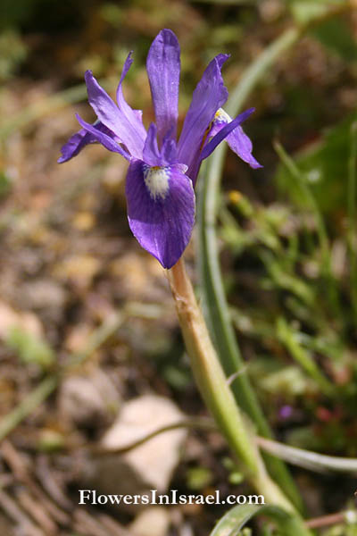 Gynandriris monophylla, Moraea mediterranea, Barbary nut, צהרון קטן ,אחיאירוס קטן 