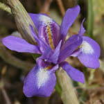 Gynandriris monophylla, Wildflowers, Israel, send flowers